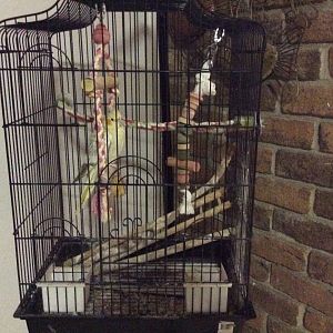 My cockatiel enclosure