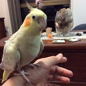 Meet Sparky the cockatiel