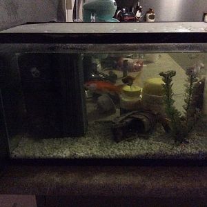 My fish tank