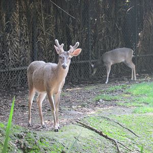 mexican white tail deer
