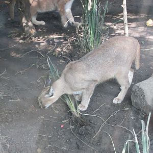 caracal