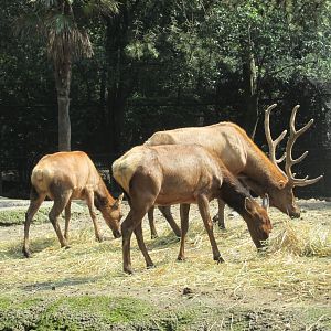 american elk