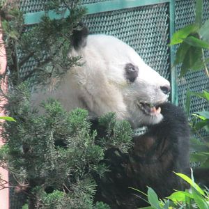 giant panda shaun shaun