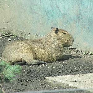 capibara