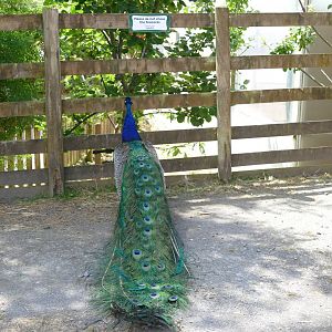 Peacock and new sign in the Ranch, July 2018