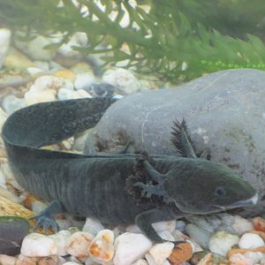 lake xochimilco axolotl