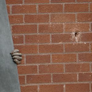 Bornean orangutan, July 2018