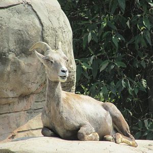 desert bighorn sheep female