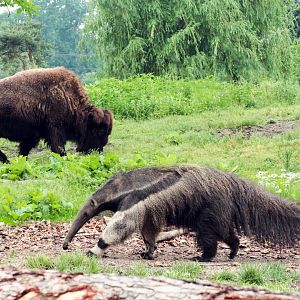 Detroit Zoo - American Grasslands