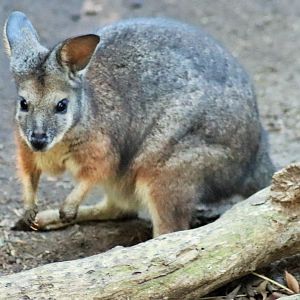 Tammar Wallaby (Macropus eugenii)