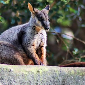 Brush-tailed Rock Wallaby (Petrogale penicillata)