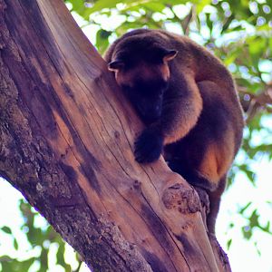 Lumholtz's tree-kangaroo (Dendrolagus lumholtzi)