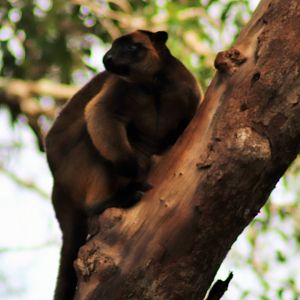 Lumholtz's tree-kangaroo (Dendrolagus lumholtzi)