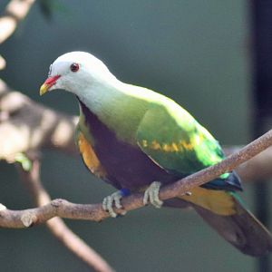 Wompoo Fruit Dove (Ptilinopus magnificus)