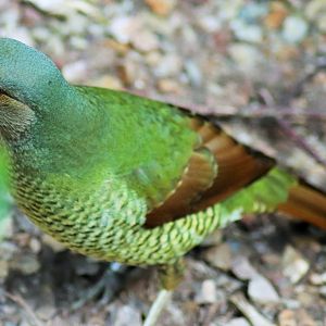 Satin Bowerbird- Female (Ptilonorhynchus violaceus)