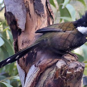 Eastern Whipbird (Psophodes olivaceus)