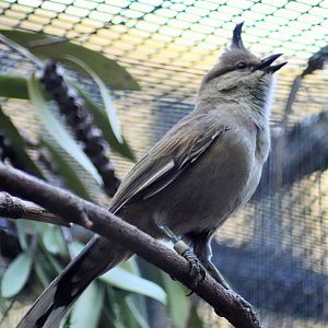 Chiming Wedgebill (Psophodes occidentalis)