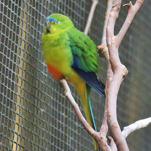 Orange-bellied Parrot (Neophema chrysogaster)