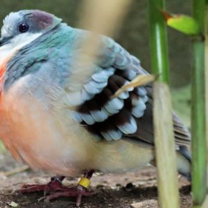 Luzon Bleeding-heart Dove (Gallicolumba luzonica)