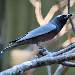 White-browed Woodswallow (Artamus superciliosus)