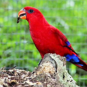 Moluccan Red Lory (Eos bornea)