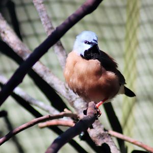 Black-throated Finch (Poephila cincta)