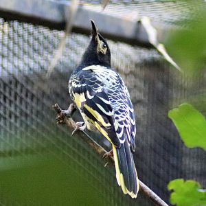 Regent Honeyeater (Anthochaera phrygia)