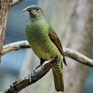 Satin Bowerbird- Female (Ptilonorhynchus violaceus)