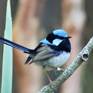 Superb Fairy Wren (Malurus cyaneus)