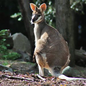 Whiptail Wallaby (Macropus parryi)