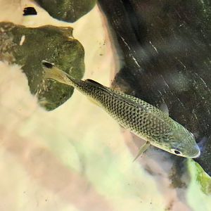 Jungle Perch (Kuhlia rupestris)