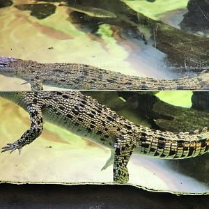 Estuarine Crocodile (Crocodylus porosus)