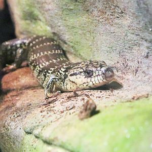 Pink-tongued Lizard (Cyclodomorphus gerrardii)