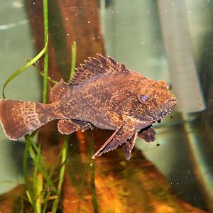 Bullrout (Notesthes robusta)