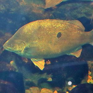 Barcoo Grunter (Scortum barcoo)