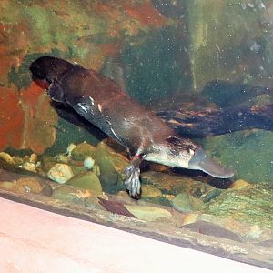 Platypus (Ornithorhynchus anatinus)