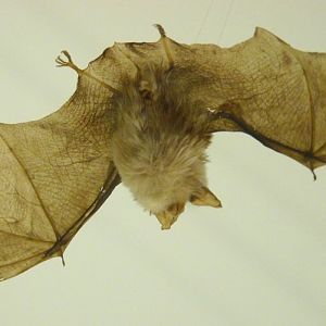 Rhinolophus hipposideros
