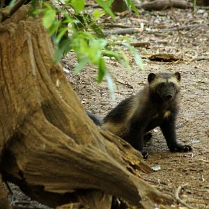 Wolverine Cub - 24th June