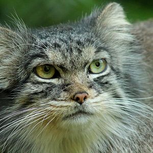 Pallas Cat - 24th June