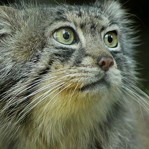 Pallas Cat - 24th June