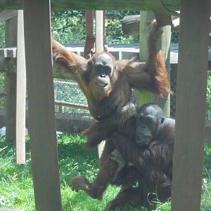 Sumatran/Bornean Orangutans playing.