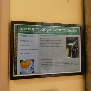 Emerald Long-tailed Lizard Signage