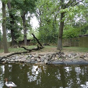 Mitchie's Tufted Deer enclosure