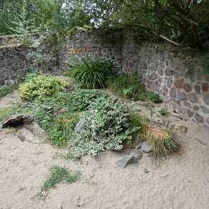 Marbled Polecat enclosure