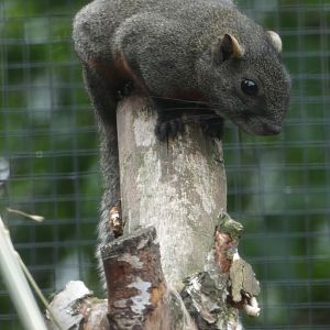 Pallas' Squirrel