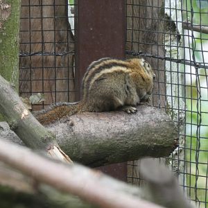Swinhoe's Striped Squirrel