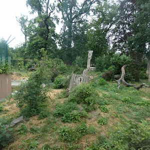 Amur Tiger Enclosure