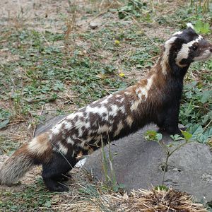 Marbled Polecat