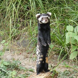 Marbled Polecat standing