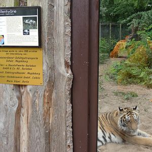 Amur Tiger in Striped Hyena enclosure